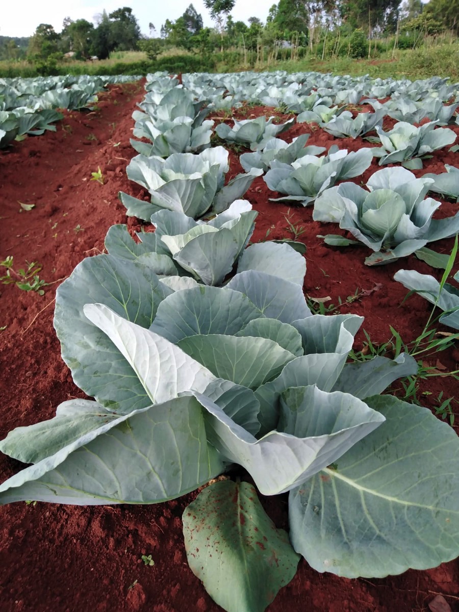 Cabbage Farm