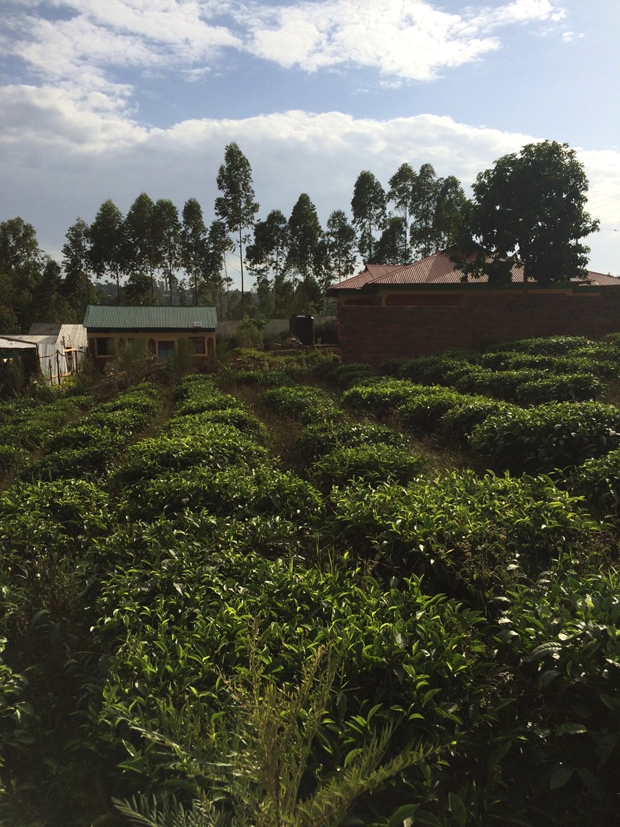 GMC Tea Field
