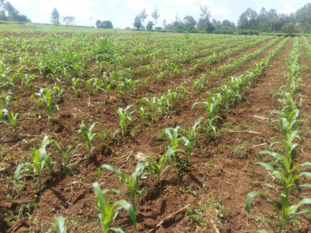 Kenya Corn Farm