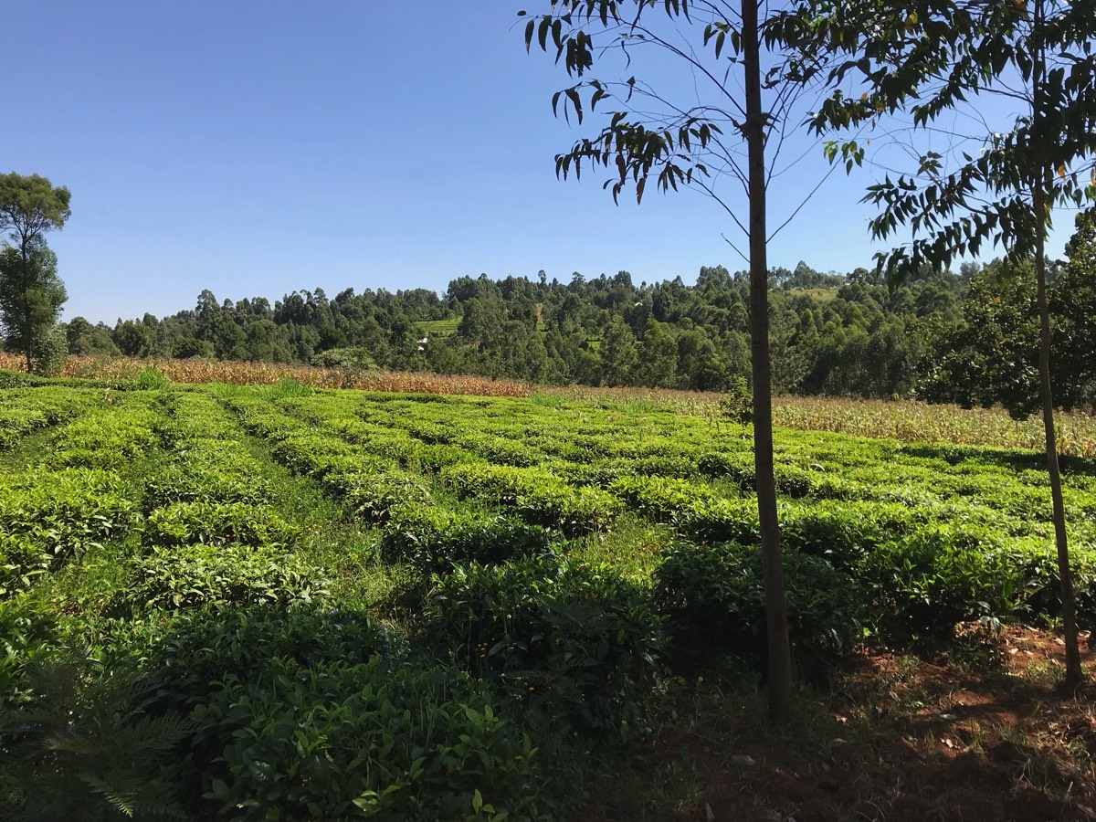 Tea Farm